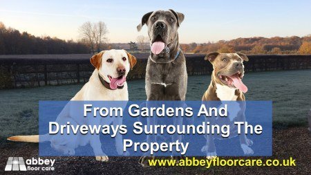 dogs bring grit and garden soil to damage tumbled travertine floor